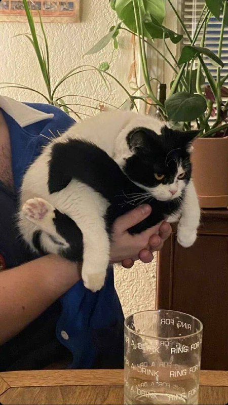 #猫猫