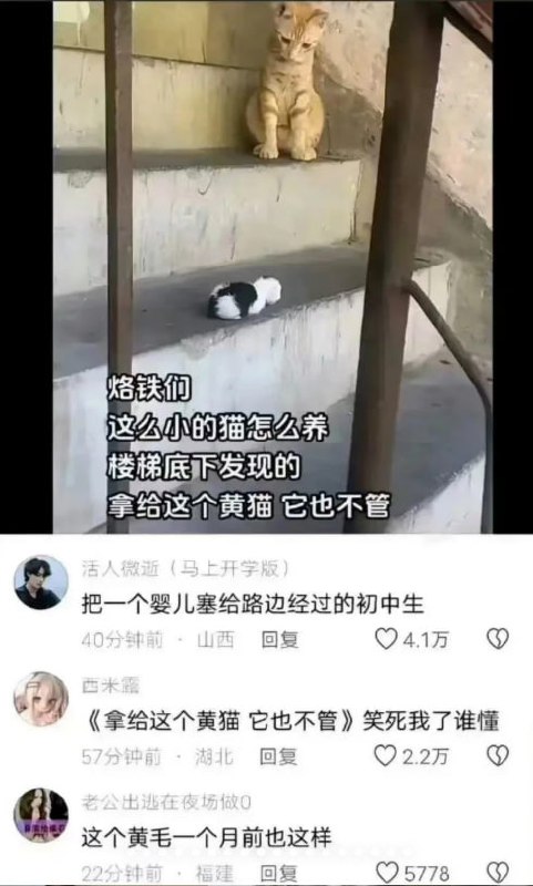 黄猫