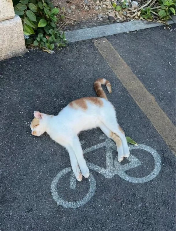 #猫猫