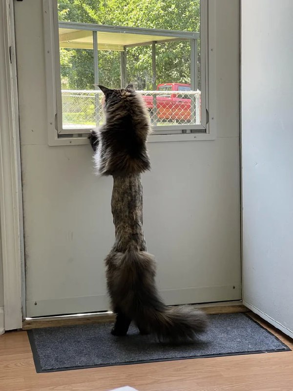 #猫猫#猫猫