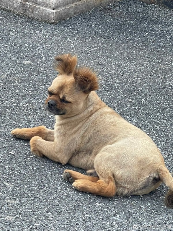 #狗狗#狗狗