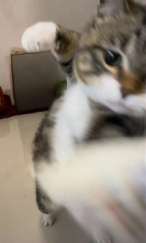 “吃我喵喵拳”#猫猫