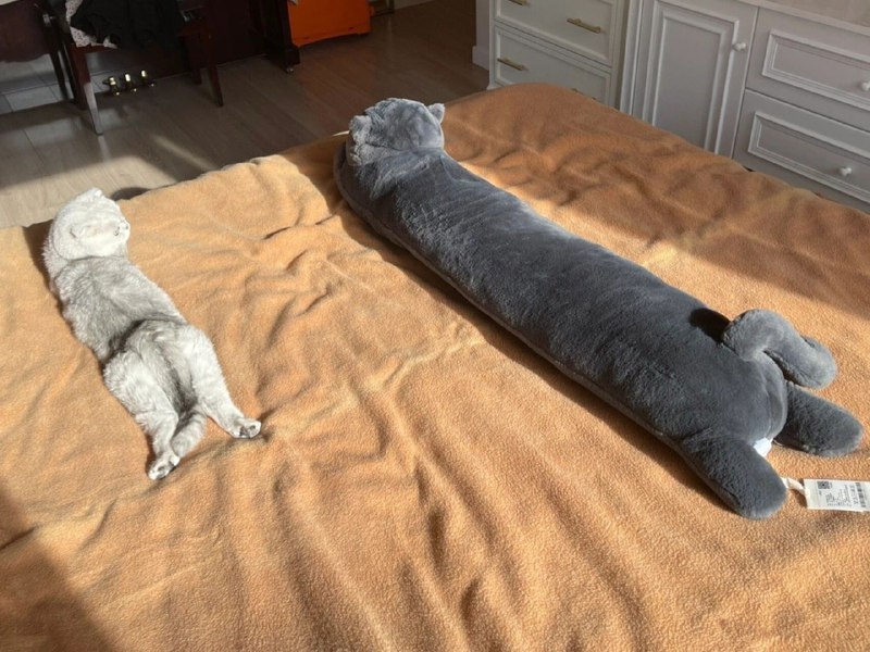 #猫猫#猫猫