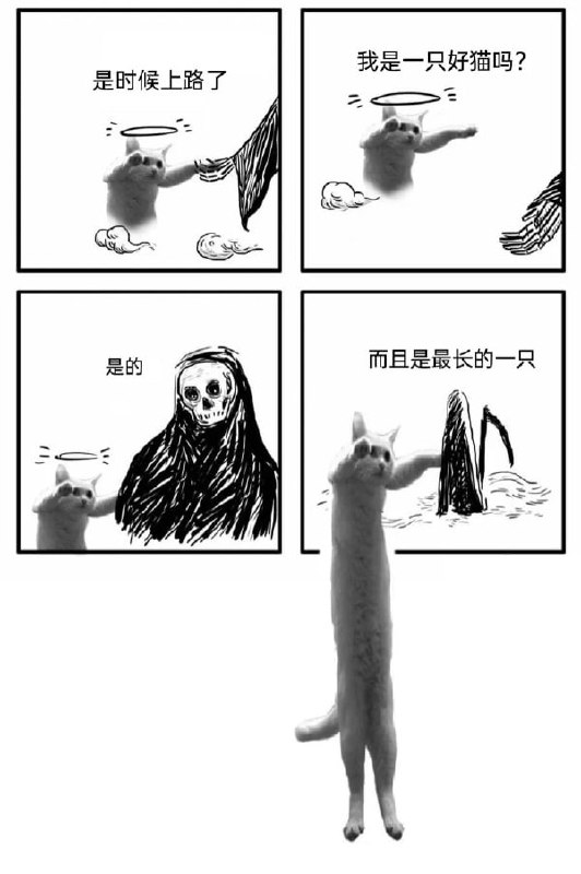 #猫猫#猫猫