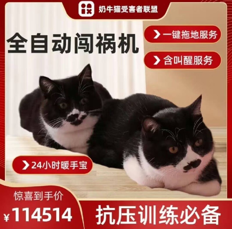 一些坏 #猫猫一些坏 #猫猫