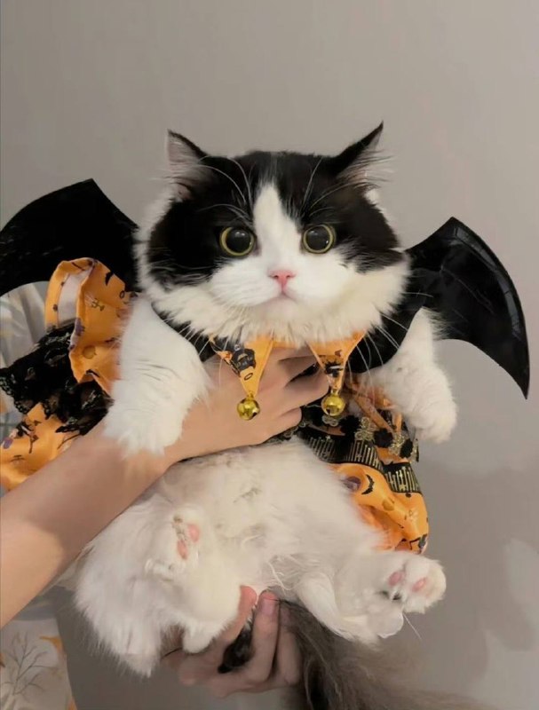 #猫猫