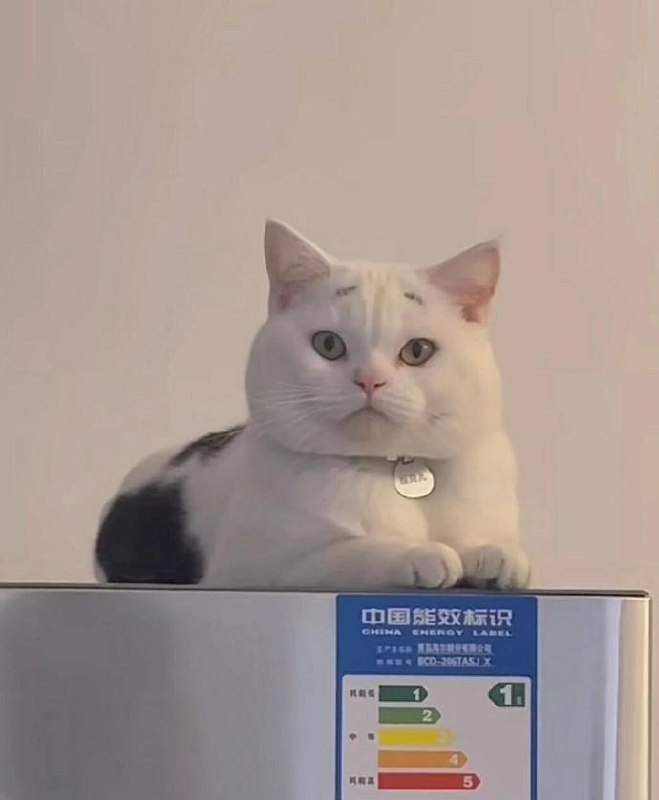 #猫猫#猫猫