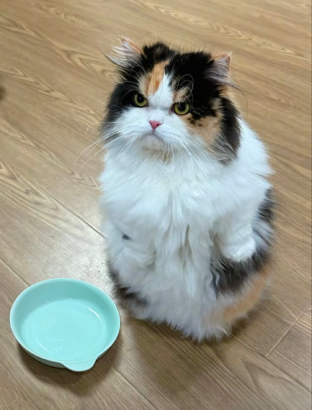 我晚饭呢😠#猫猫