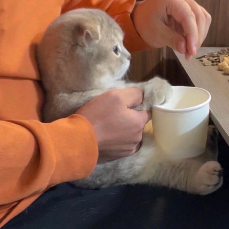 #猫猫#猫猫