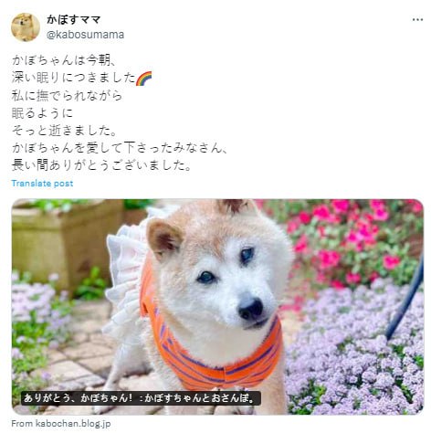 Doge表情包原型柴犬「Kabosu」去世，享年18岁🕯