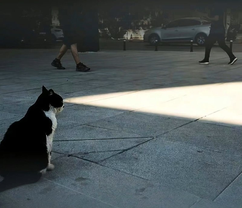 😎#猫猫