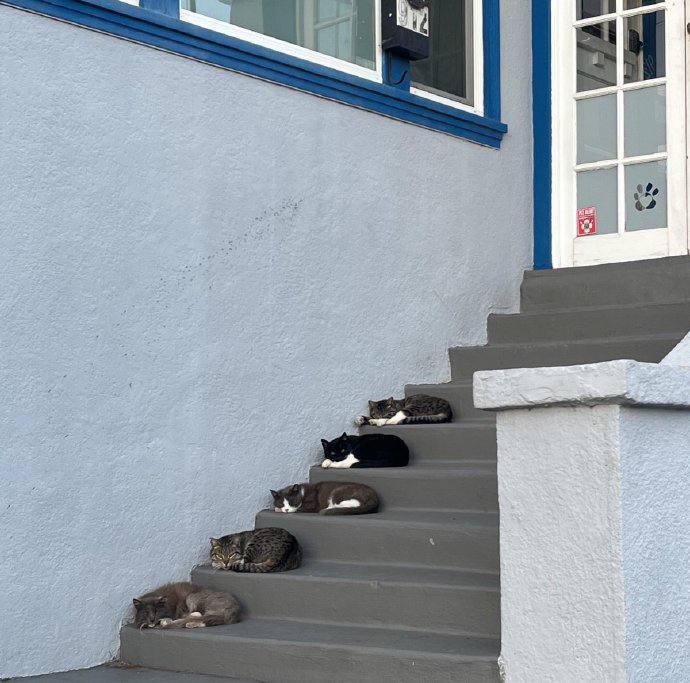 #猫猫