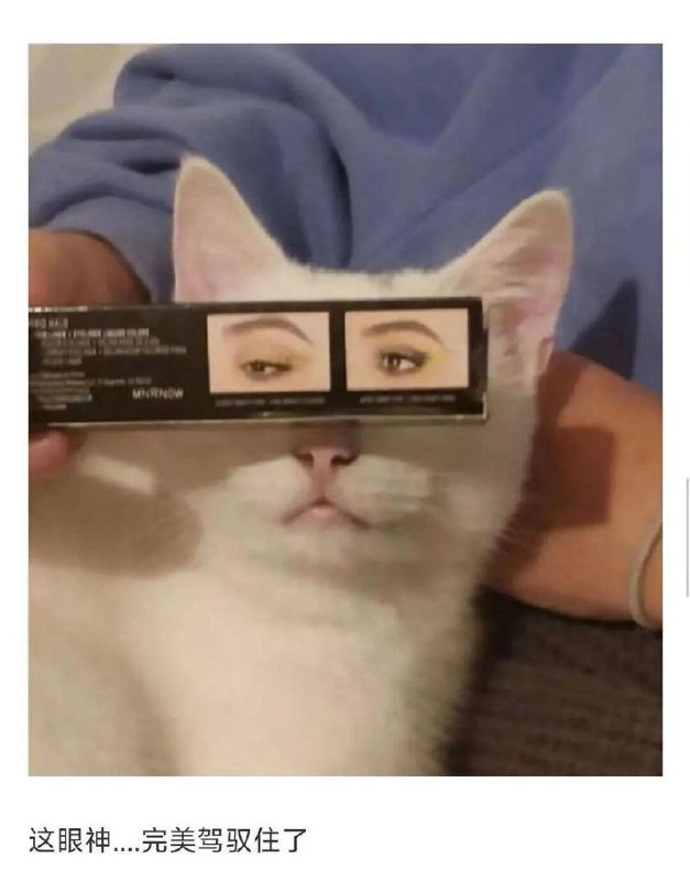 #猫猫