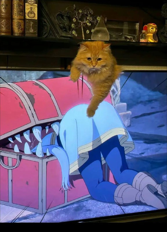 #猫猫#猫猫