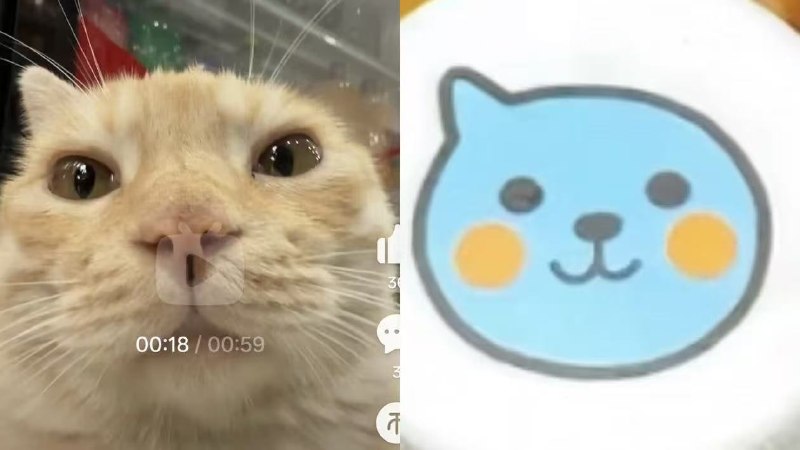 #猫猫