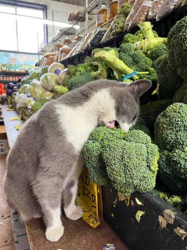 #猫猫