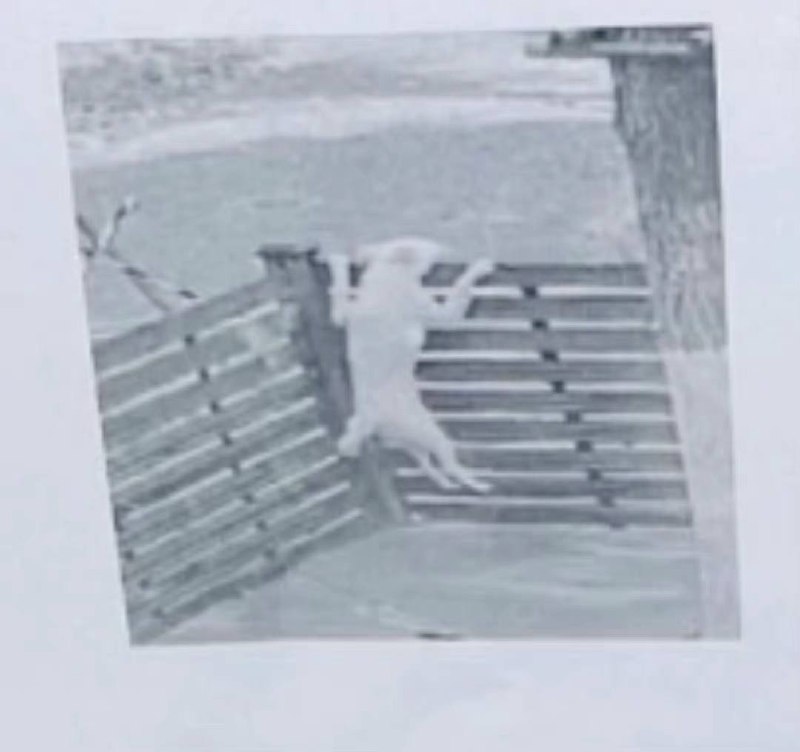 #狗狗#狗狗