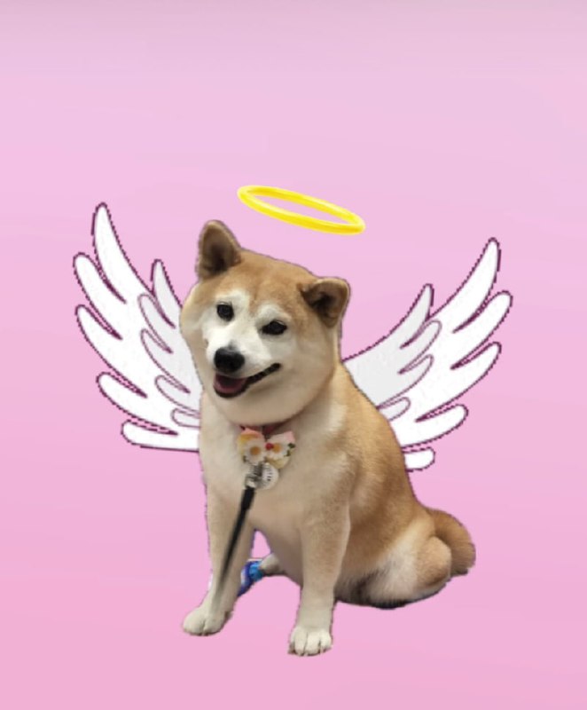 表情包“不可以色色”原型柴犬去世表情包“不可以色色”的原型柴犬 ポン 去世，享年17岁