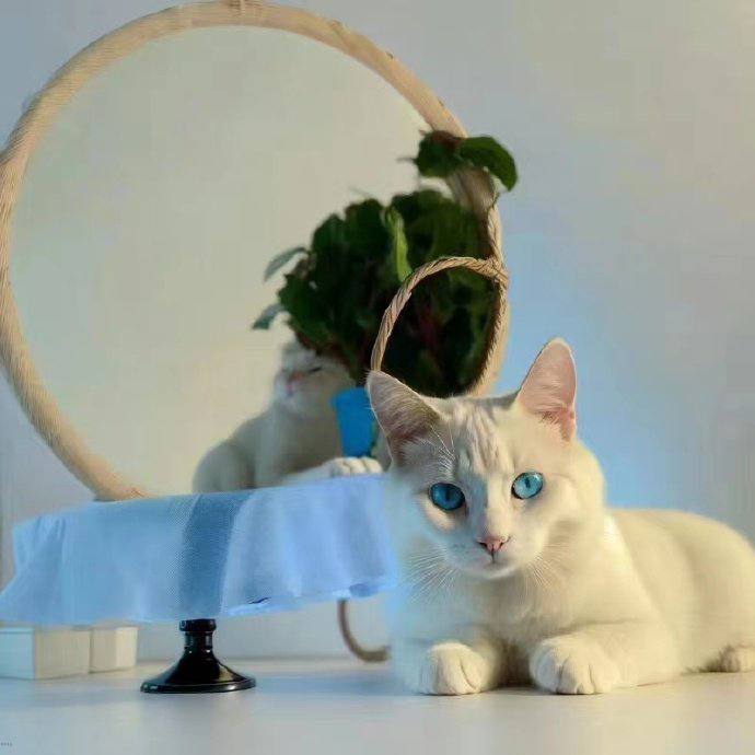 #猫猫