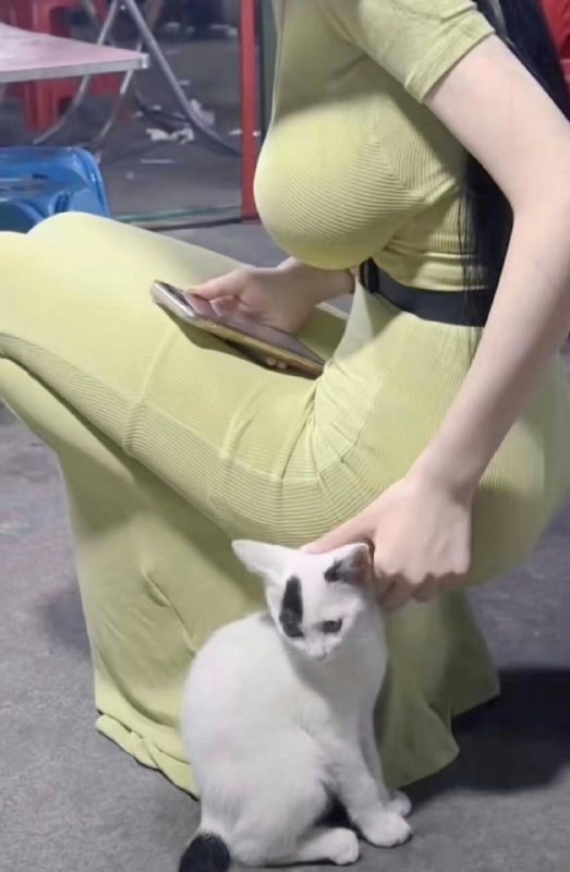 #猫猫