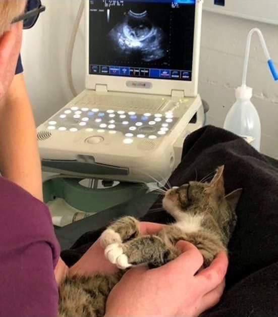#猫猫#猫猫