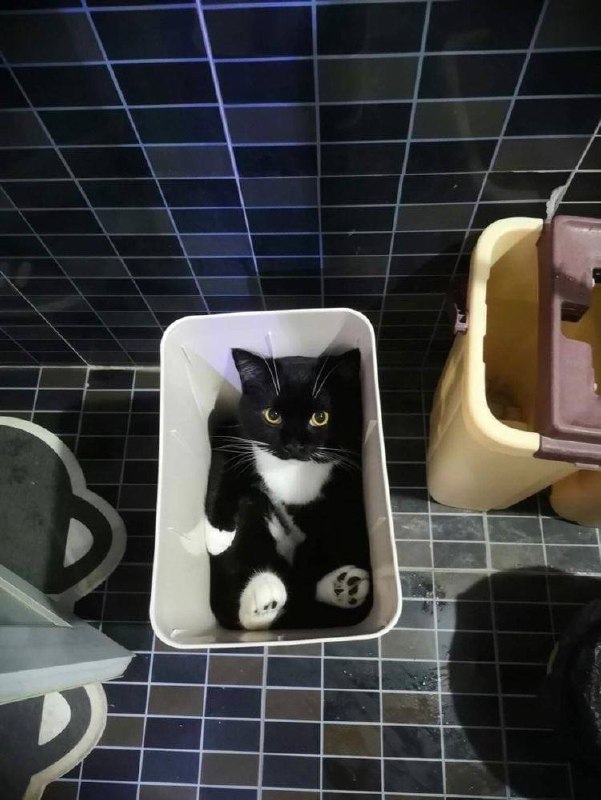 #猫猫