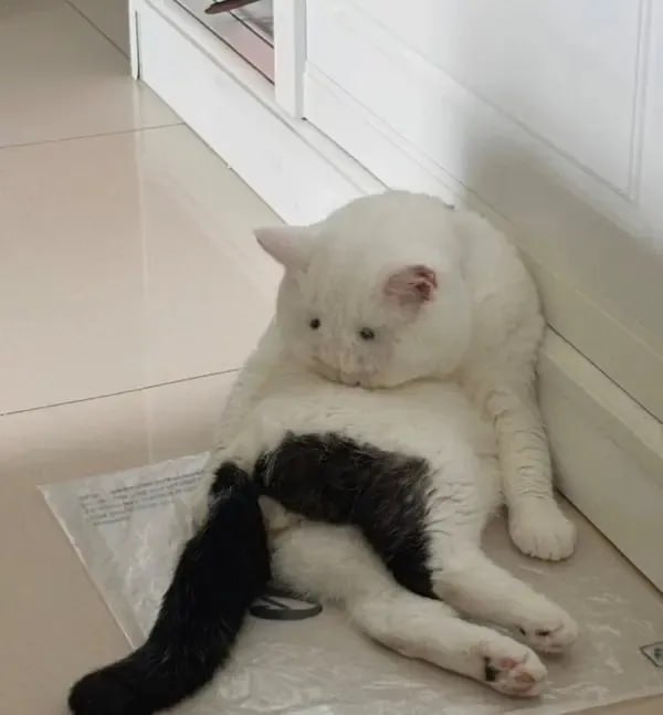 🤔#猫猫🤔#猫猫