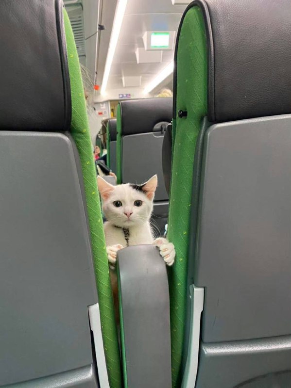 #猫猫#猫猫