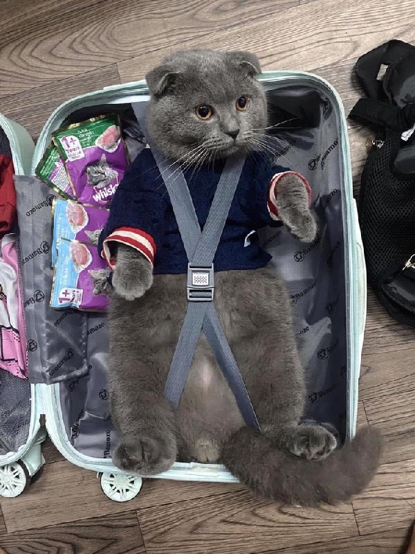 #猫猫