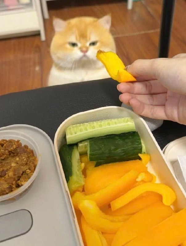 #猫猫