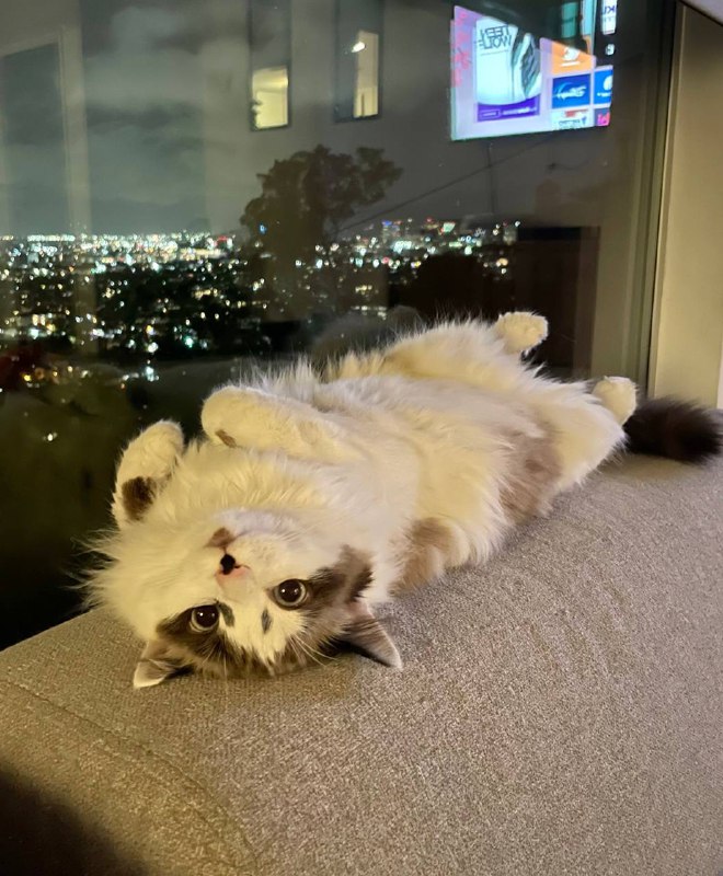 #猫猫