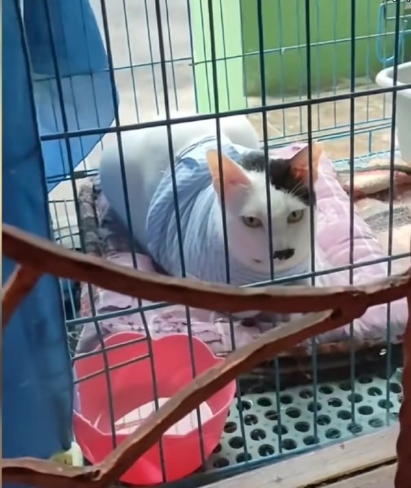 🫡#猫猫