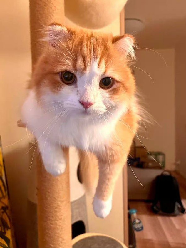 #猫猫