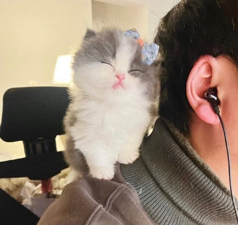 #猫猫#猫猫