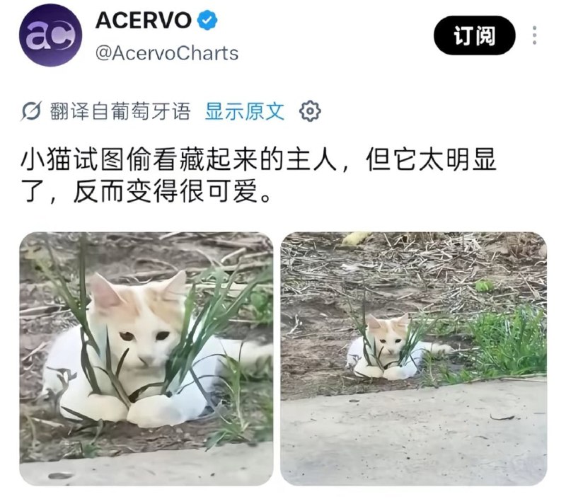 握草#猫猫