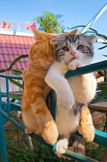 #猫猫
