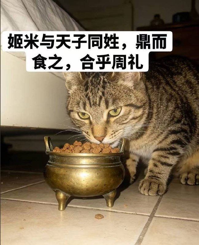 #猫猫