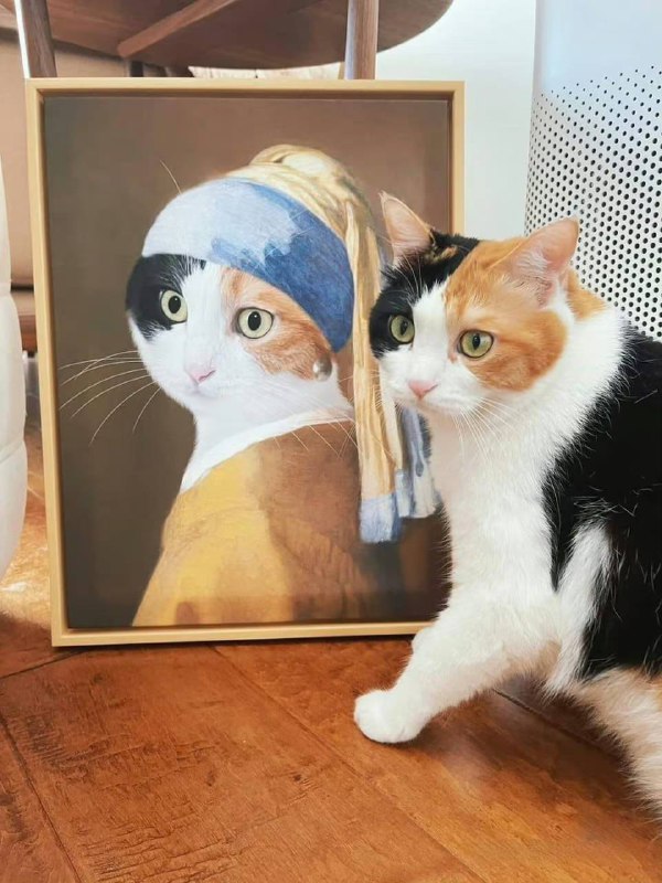 #猫猫