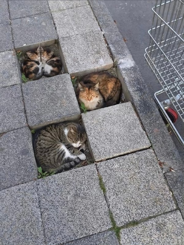 #猫猫
