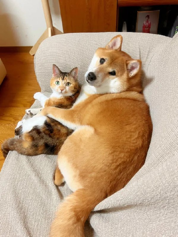 #猫猫 #狗狗#猫猫 #狗狗