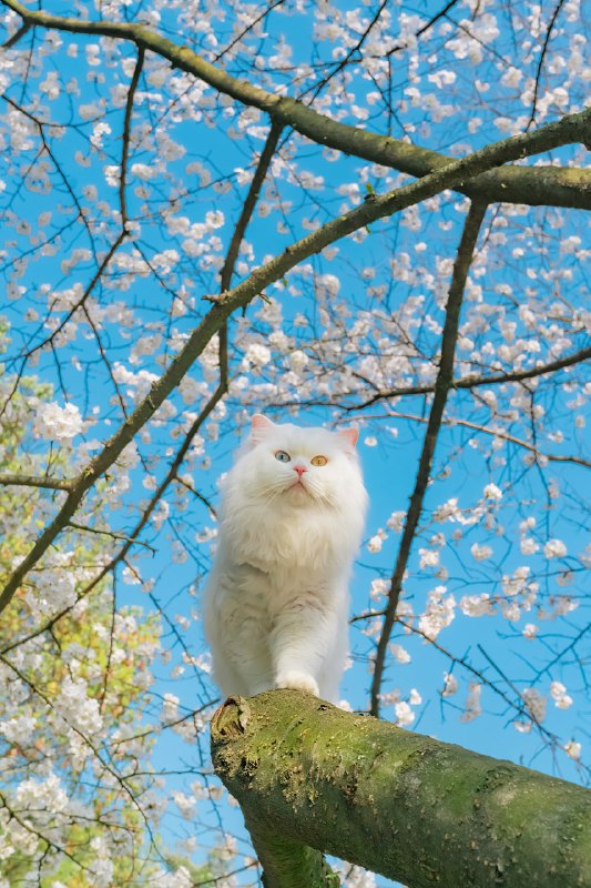 #猫猫（原图见评论区）