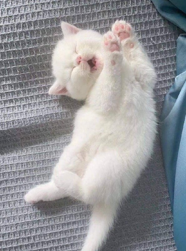 #猫猫#猫猫