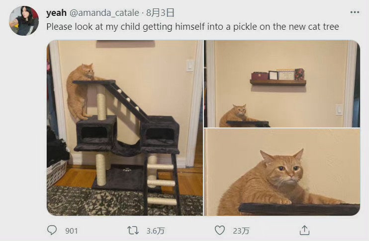新买的猫爬架到了，但是我好像高估了我家猫新买的猫爬架到了，但是我好像高估了我家猫