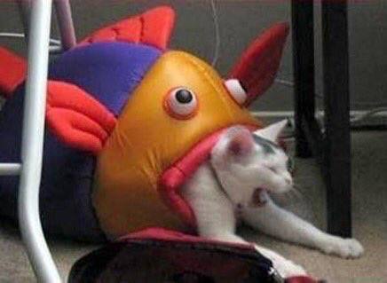 #猫猫#猫猫