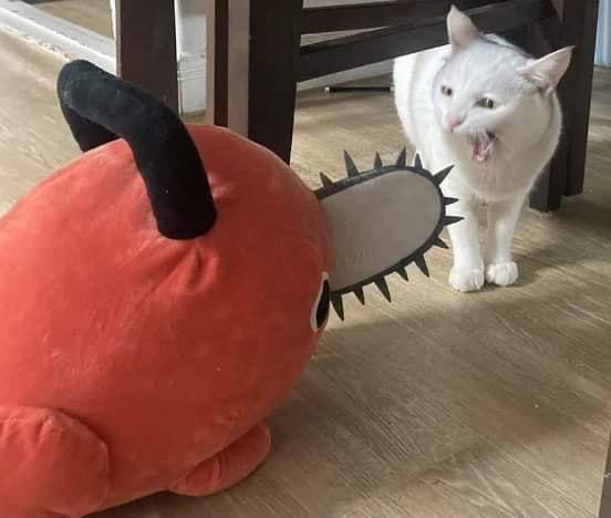 #猫猫