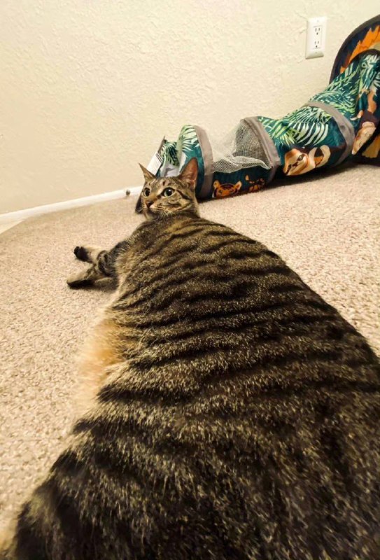 广角镜头下的 #猫猫广角镜头下的 #猫猫