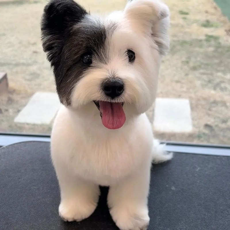 #狗狗