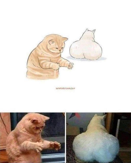 #猫猫