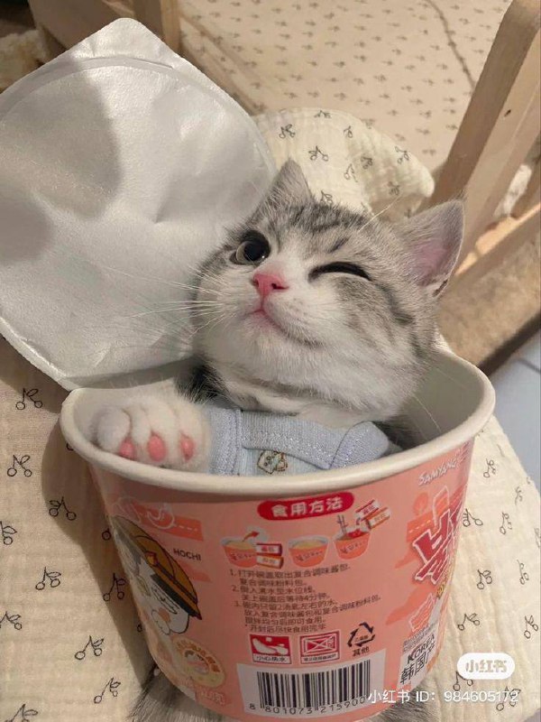 #猫猫