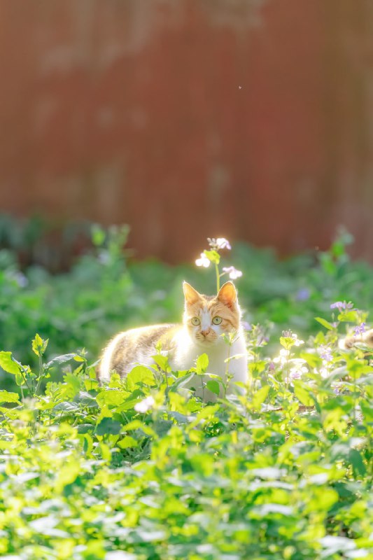 #猫猫（原图见评论区）